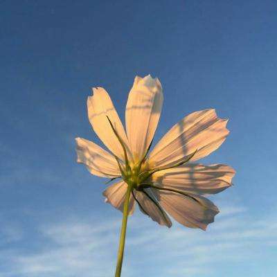 乐鱼官网手机app下载